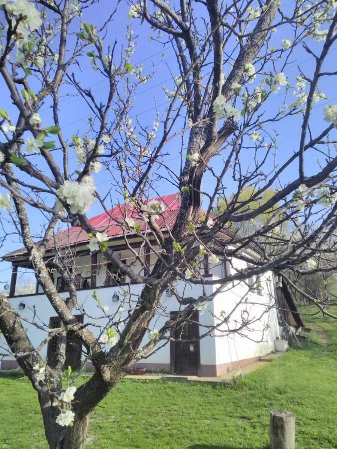 Cottage Poe Poienari 외부 사진