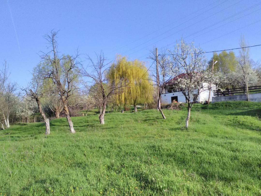 Cottage Poe Poienari 외부 사진